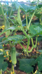 BENIH TIMUN BABY JENGKY- KEMASAN ASLI PABRIK 20 GRAM - BENIH TANAM PRODUK UNGGULAN JAWARA