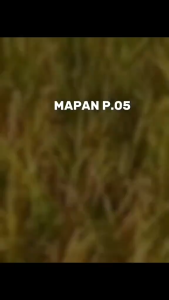 Benih bibit padi hibrida F1 mapan P-05 primasid 1KG Exp:05.2026 bibit super