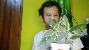 tanaman hias lidah katak variegata drimiopsis macualata variegata