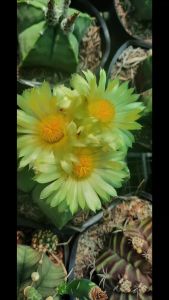 XƯƠNG RỒNG ASTRO Tuổi hoa .Tặng chậu nhựa nhỏ