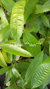 MM-  Bouea macrophylla / Setar/ Kundang Seedling