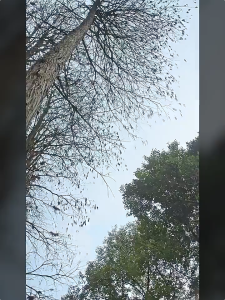 Bose SoundLink Flex II Bluetooth Speaker a convenient wireless outdoor speaker