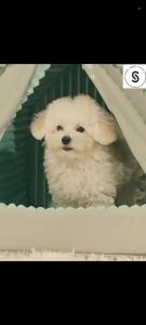 "Local stock" Foldable Dog House Cat Bed Cozy Enclosed Pet House for Small Dogs All-Season Universal Dog House Warm and snug Cat Bed