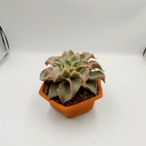 Chậu đất nung chậu sen đá - Lục giác 1255 miệng chậu 12cm chiều cao 5.5cm