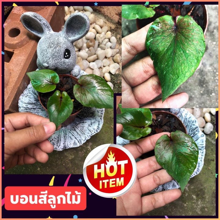 บอนสี(“ลูกไม้ทรงใบรูปใบไม้🪴มีจุดขาวๆปะๆตามใบสวยแปลกตาค่ะ) 💢พร้อมจัดส่ง💢 ...