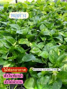 พลูด่าง ไม้ฟอกอากาศ ไม้เลื้อย ตั้งที่โต๊ะทำงานในห้องนอนห้องน้ำได้หมด เลี้ยงในน้ำได้ พร้อมส่งกระถางดำ 4 นิ้ว