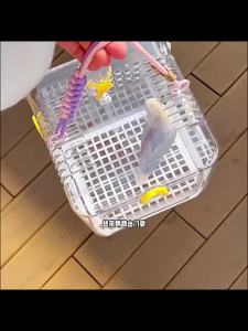 Clear Bird Travel Carrier Cage with Perch Bottom Mesh Food Water Bowl Tray Cage Cover Breathable for S/M Birds Conures Parakeets