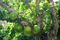Calabash Tree Cuttings or Fruit (Miracle Fruit) for Planting or Juicing. 