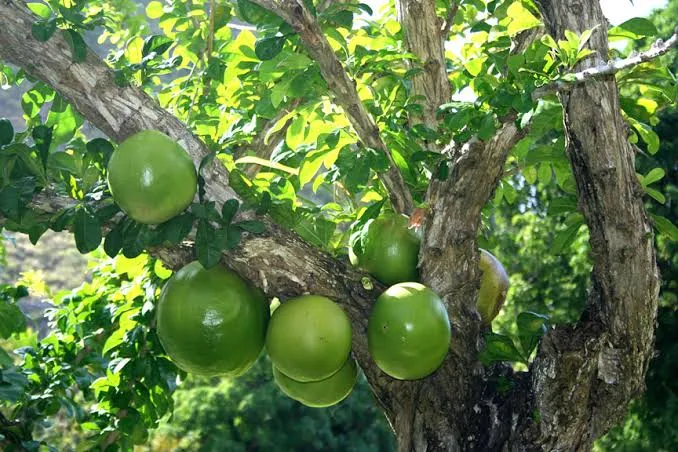 Calabash%20Tree%20Cuttings%20or%20Fruit%20(Miracle%20Fruit)%20for%20Planting%20or%20Juicing%20-%20Image%203