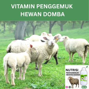 Vitamin Penggemuk DOMBA Alami 500ml Nafsu Makan NaikBobot Cepat Bertambah Maksimalkan Penggemukan