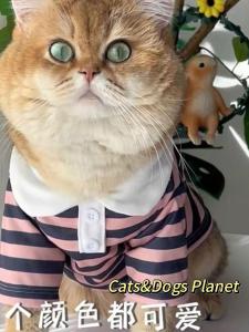 Kitty Clothes Dog Fall and Winter Anti-Lint Muppet British Shorthair Gold Gradually Layer Pet Clothes Heattech Stripes Thin Sweatshirt