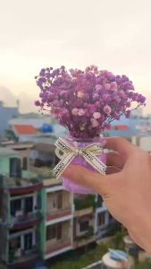 [Hỏa tốc 2h HCM] - Chậu hoa baby khô để bàn trang trí đẹp lọ thủy tinh nhiều màu Hoa thật quà tặng sinh nhật người yêu quà tặng 8/3 túi hoa baby khô có đèn tặng bạn gái Túi quà tặng mẹ Quà tặng Valentine quà sinh nhật cho nữ