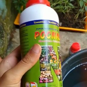 Pupuk Pembesar Buah Blewah Pupuk Blewah Obat Keriting Daun Blewah Pupuk Booster Buah Blewah Penyubur