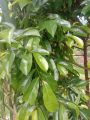 DAUN MAHKOTA DEWA SEGAR/DAUN SEGAR PER 150 GRAM. 