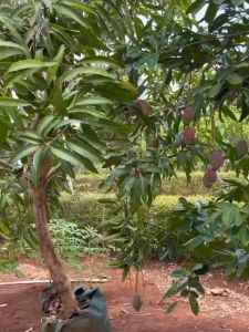 Bibit Tanaman Mangga Irwin / Mangga Ungu / Mangga Irwin Murah Super