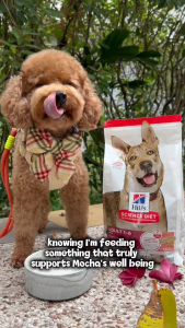 [8.8 PRESALE] Hills Science Diet Adult Salmon & Brown Rice Recipe Dry Dog Food 2kg X 7