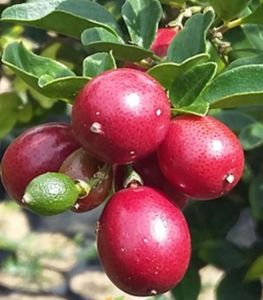 Bibit Tanaman Hias Buah Jeruk Kingkit Red Valid