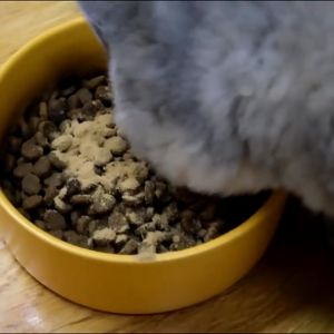 【70g】Appetite Booster for Dogs and Cats Pet Supplement Food Toppers for Picky Eaters of Pets
