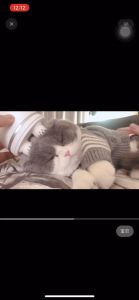 เครื่องนวดหัวแมว นวดแมว/ที่นวดแมว เครื่องนวดหัว ของเล่นแมว ชาร์จ USB วัสดุซิลิโคนนู้และสบาย ขนาดเล็กพกพาสะดวก