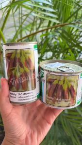 ส่งไว! เมล็ดพันธุ์มะเขือม่วงลิง มั๊งกี้ ซีดไลน์ 20กรัมและ50กรัม สีม่วงแกมเขียว ผิวเรียบสวย ขั้วเขียวเข้ม ปลูกได้ทุกฤดู