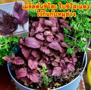 เมล็ดใบชิโซะแดง ใบงาเกาหลีกินกับหมูย่างเมล็ดพร้อมวิธีปลูก