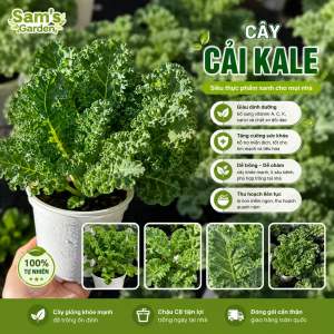 Chậu cây cải kale cải xoăn giàu dinh dưỡng trồng lâu năm dễ chăm sóc