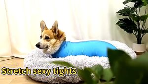 【select_sea】เสื้อสัตว์เลี้ยง กันขนร่วงสำหรับสุนัขพันธุ์​กลางและใหญ่ ชุดกันขนร่วง รุ่นBodySuitมีซิป เสื้อผ้าสี่ขา ใส่สบาย M/L/XL/XXL