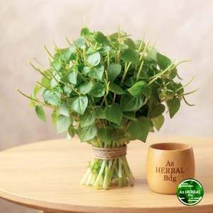 Ready daun sirih cina daun suruhan daun ketumpang air 500 gram-az