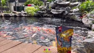 Thức ăn Tăng trưởng cho cá koi và các loại cá cảnh Gold tokyo Túi 1kg