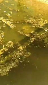 แว่นยิงปลาบนบก ตัดแสงมองสว่างเห็นปลาใต้น้ำชัดมาก นิยมใส่ยิงปลา ตกปลากันเยอะมากรุ่นนี้