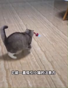 ของเล่นแมว ลูกบอลแมวอัตโนมัติ สมาร์ทไฟฟ้า หมุนได้ แบบโต้ตอบอัตโนมัติ ลูกบอลกนะโดดอิเล็กทรอนิกส์ ของเล่นสำหรับสัตว์เลี้ยง พร้อมส่งในไทย