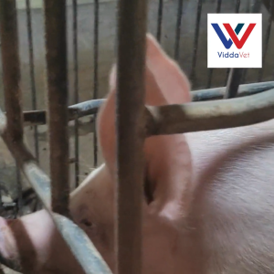 Boar odorant 100ml for pig 10ml hog smell for gilts and sows scent spray boar mate for heat detection in pigs