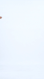 Nyonya Piyama Set Katun Pria Classic (Marco)