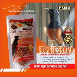 Pakan Burung Murai Batu Khusus: Cara Meningkatkan Kicauan