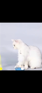 Tumblr Cat Toy with Teaser Catnip Ball Toy Bell Cat Teaser Cat Interactive Toy Catnip Toy Rolling Toy