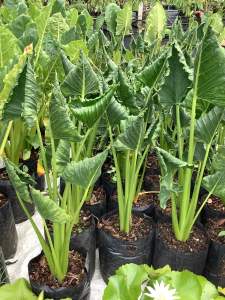 ต้นห่อเงินห่อทอง ไม้มงคล ห่อเงินห่อทอง กวักกอบทรัพย์ บอนใบถ้วย ห่อเงิน เรียกทรัพย์