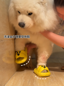 Large Dog Shoes Decorative Toys Chew Resistant Exhausting Pet Footwear Samoyed Labrador Slippers for Dogs Pet Supplies