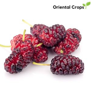 mulberry fruit stem cutting for planting or fresh leaves