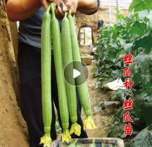 Benih Petola Wangi Panjang (15 Seeds)/长香丝瓜籽/Long Luffa Seeds
