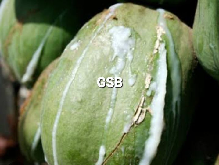 Getah pepaya segar getah pohon pepaya