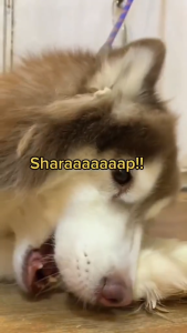 Knott Bone Rawhide Chew Bone Knot Treat Dog Chew Bone Pet Food Essential(per piece selling)