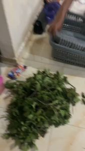 Bibit Nilam Unggul Jenis Sidikalang – Kualitas Premium Tanaman Herbal Unggul Kaya Minyak Atsiri