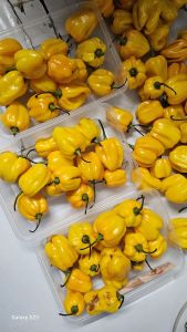 HABANERO YELLOW