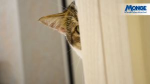 Monge Natural Superpremium Senior Cat Rich in Chicken สูตรแมวแก่ 1.5 กก.