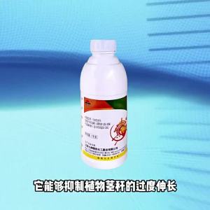 Seven Continents Ten Duo Xi 25% Paclobutrazol Wheat Regulating Growth Increasing Mango Shoot Controlling Plant Growth Regulator
