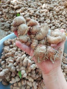 củ thiền liền sa khương xán kén xá kén xá kiến TƯƠI 1kg KHÔNG LẪN CỦ NON