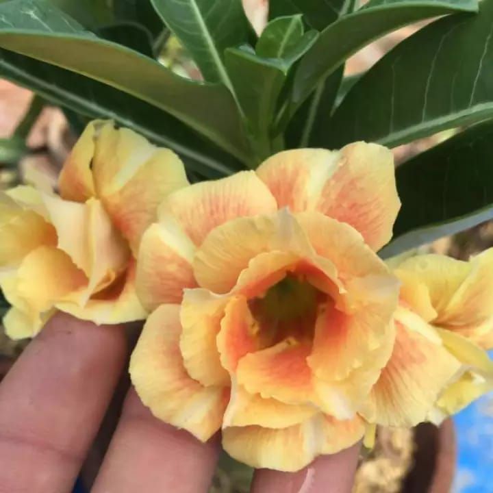 POKOK HIDUP ADENIUM LIVE PLANT HONEY LEMON/CARAMEL(TANPA PASU) | Lazada