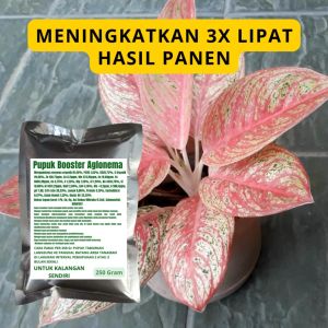 Pupuk Booster Aglonema / Obat Booster Aglonema / Pupuk Booster Aglonema / Pupuk Aglonema