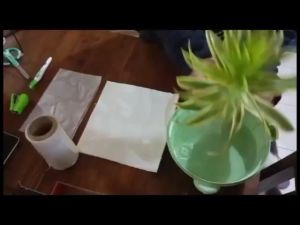 MM -  Green jelly plant stem cutting / Keratan Batang pokok Cincau hijau perdu( batang) anak pokok tanaman garden