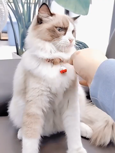 ปลอกคอป้องกันหมัด ปลอกคอแมว ปลอกคอลูกแมว สามารถลบเห็บและหมัด ปลอกคอสัตว์เลี้ยงน่ารักสไตล์ญี่ปุ่นที่ปรับได้ CW53